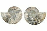 Cut & Polished, Agatized Ammonite Fossil - Madagascar #212919-1